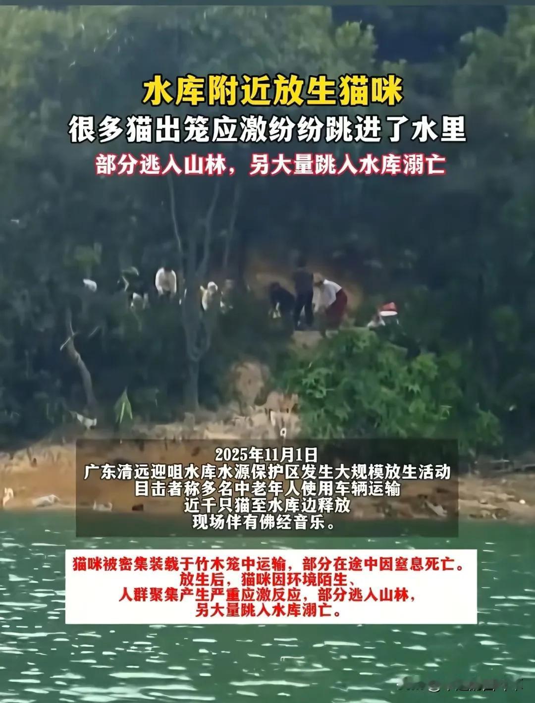 猫原生沙漠，天性怕水。

水库放生猫，是杀生而非放生。

如此“善人”，愚昧至极