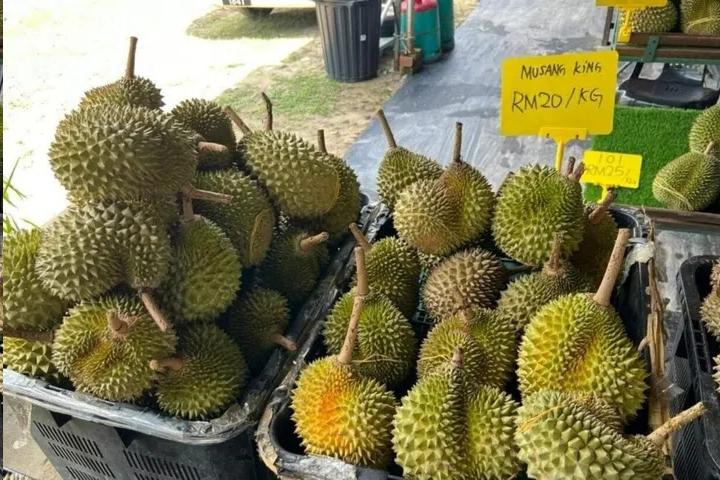 挺便宜的。 每公斤收购价不到10令吉 马国猫山王10年新低价
马国猫山王榴梿本月