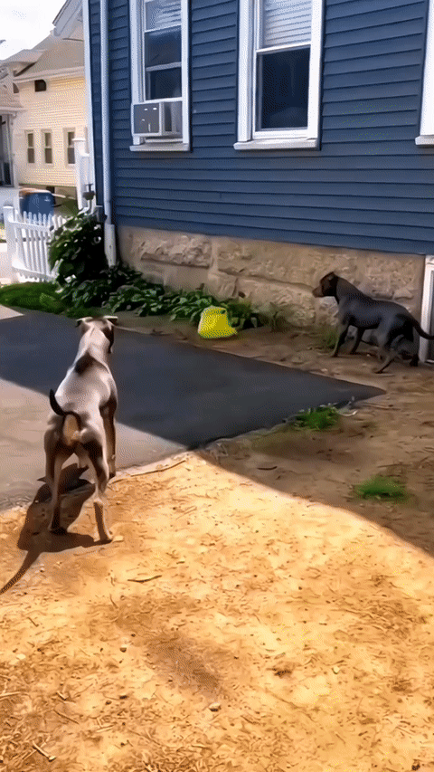 狗子已经退化了吧？一个塑料袋都如临大敌一般。

#2023年度创作挑战#