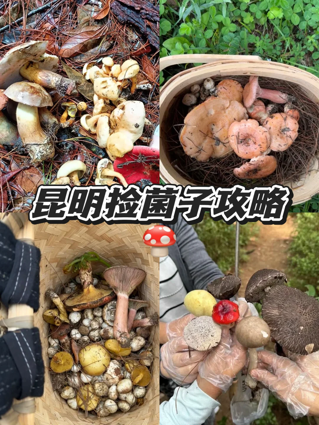 昆明雨季限定🌧️，12个捡菌子🍄好去处分享❗️