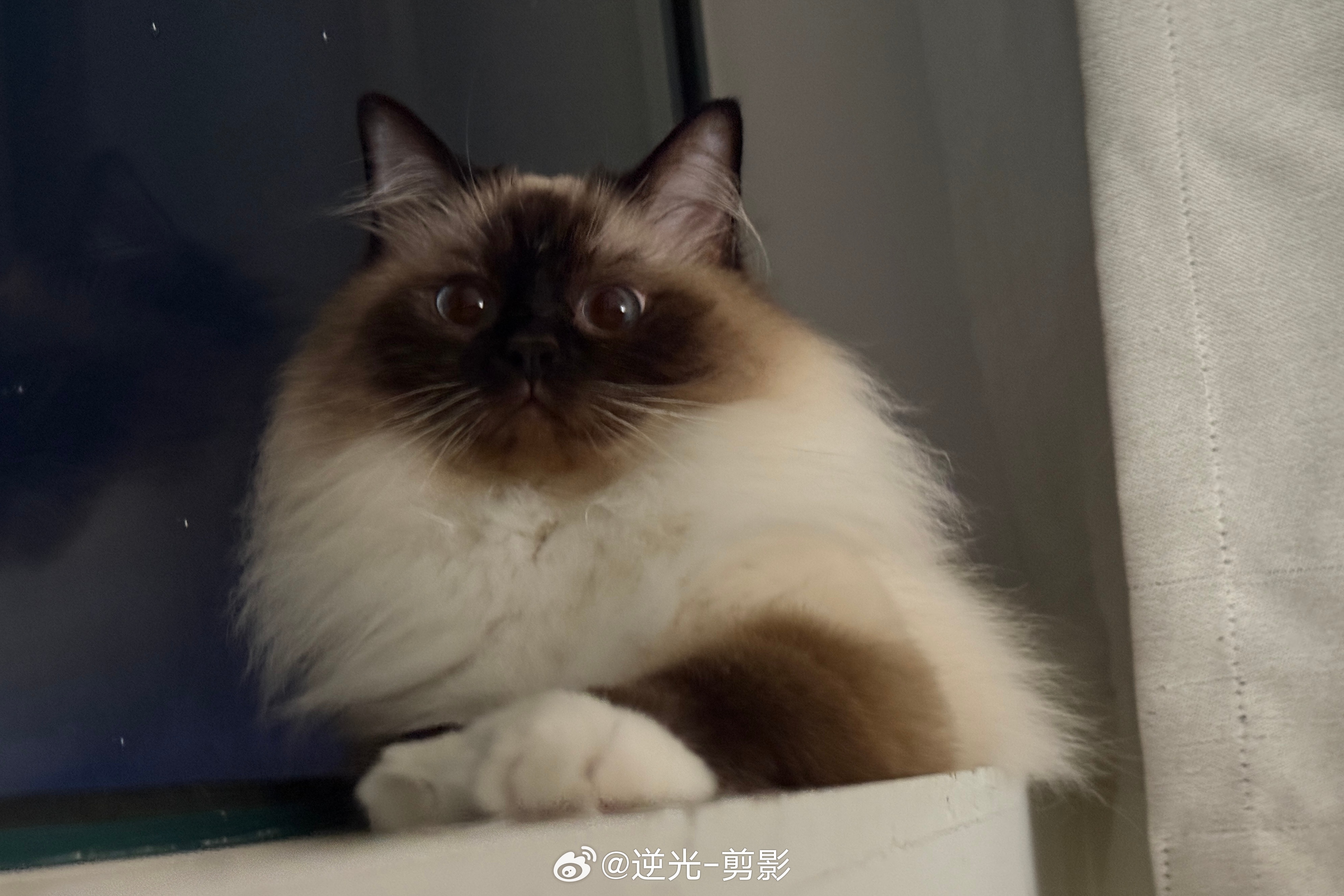 小猫咪的作息真的好规律，睡觉之前都会去喝几口水的！！ 