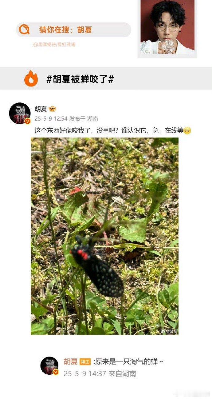 咬胡夏的蝉是什么品种 胡夏向红眼蝉发起全网“通缉”，被淘气蝉咬了会变淘气嘛！！ 