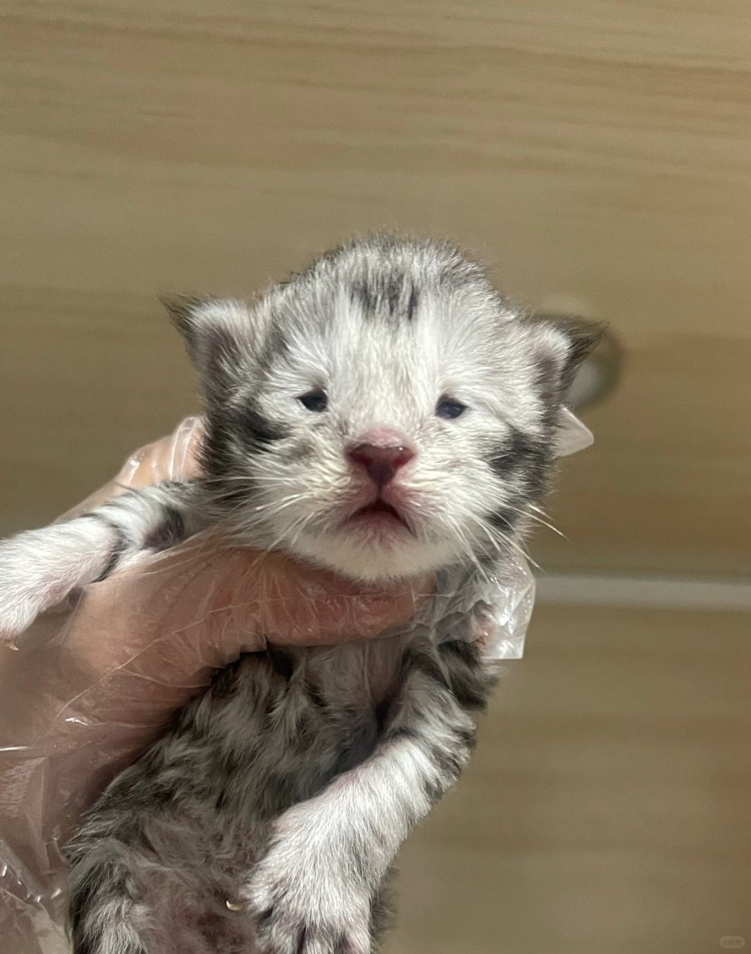 缅因｜睁开眼睛的那一刻把我笑惨了