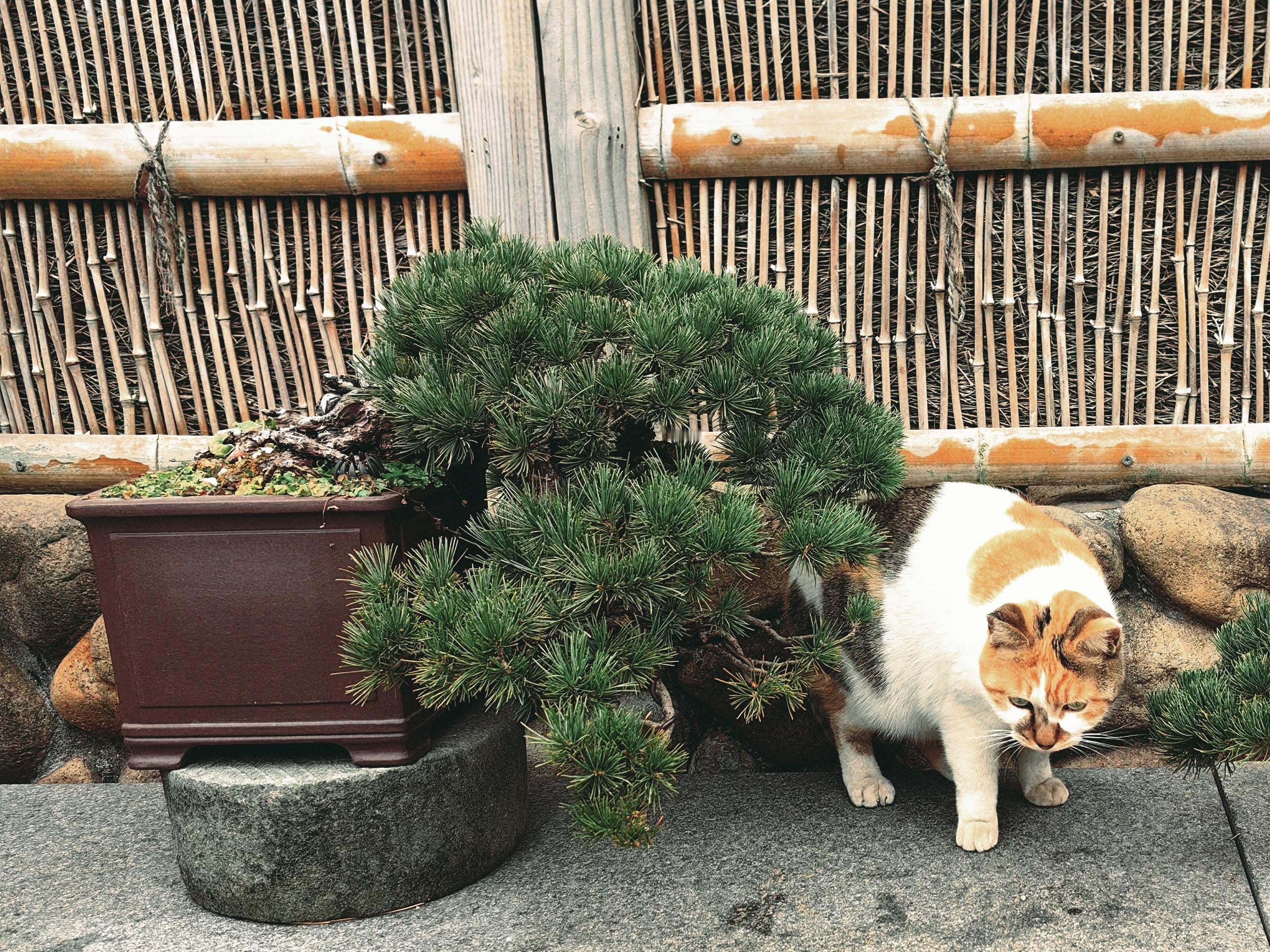 龙华寺的猫依然肥美悠闲香火缭绕，佛音袅袅经过抄经堂时，我竟然有冲动想新的一年开始