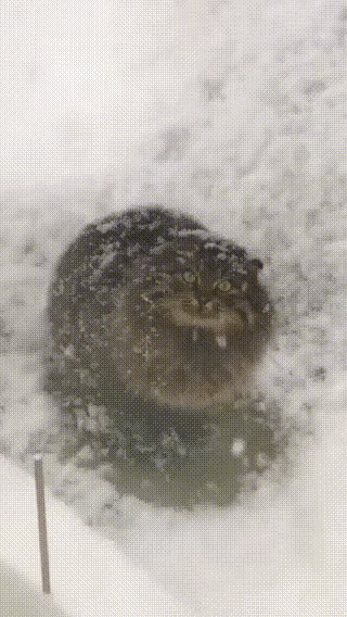 野外遇见的猫咪，怎么能这么扛冻。