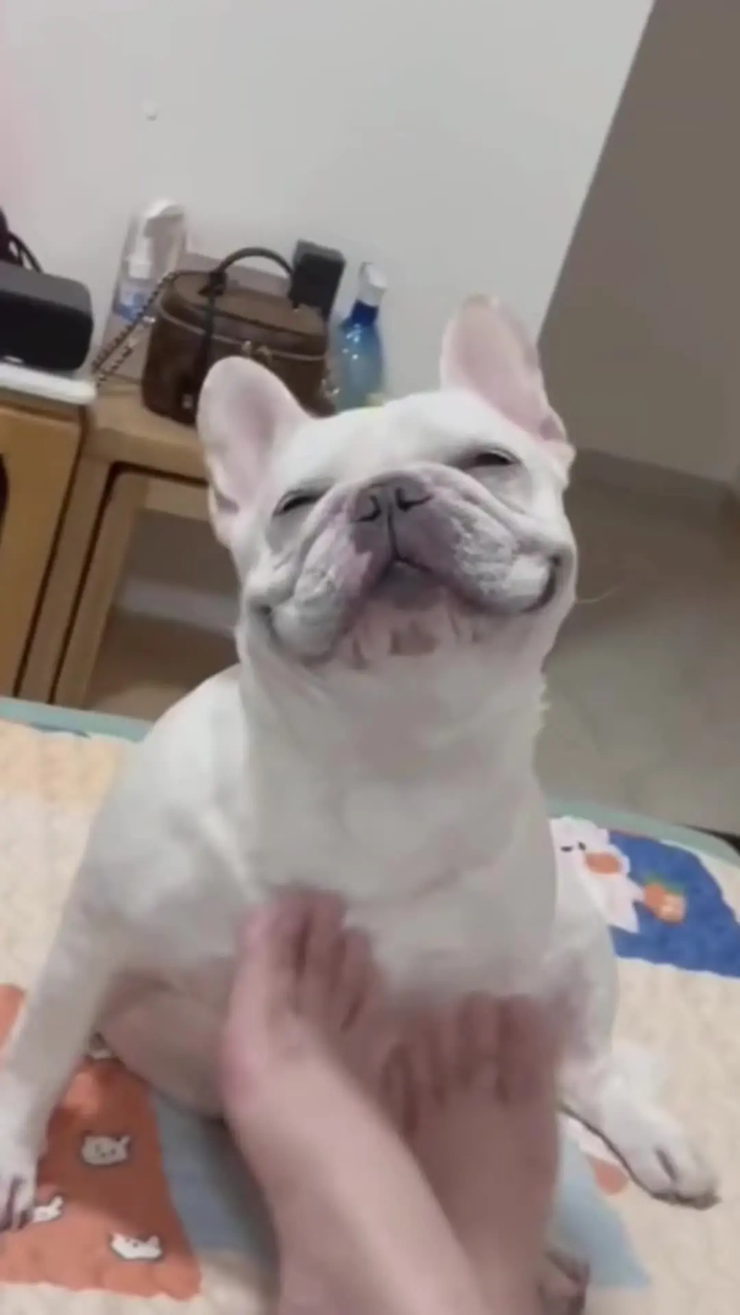🐶：根本停不下来