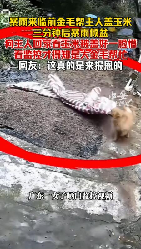 “这狗狗报恩来的吧！”广东河源，一户农家在院子里晾晒了玉米，家里的人都在地里务农