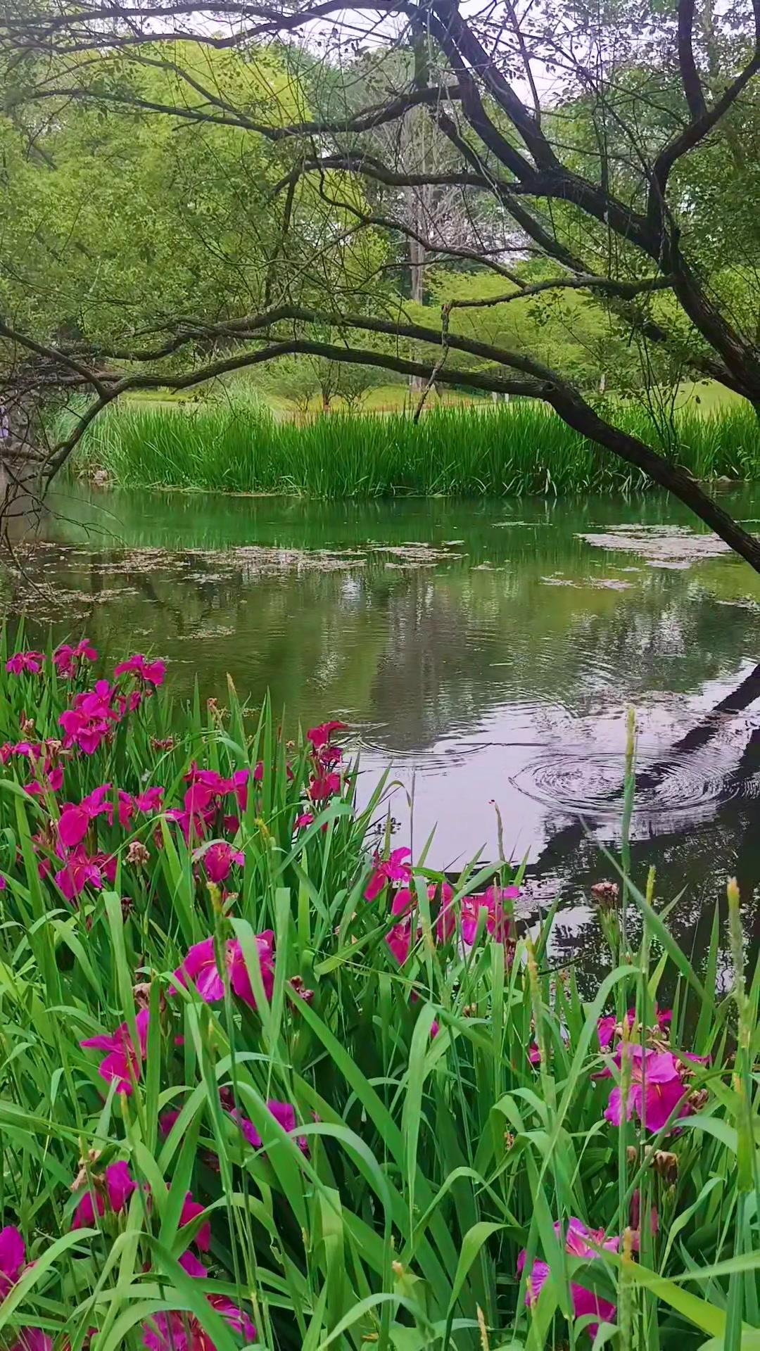 🌸太子湾的春天真的太绝了！樱花、郁金香、还有潺潺流水，随手一拍都是壁纸。沿着红