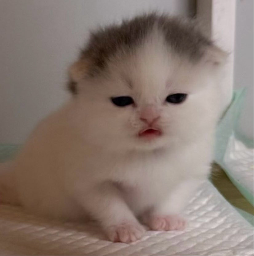 小呆呆小笨笨 