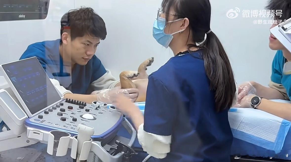 医生禁止把玩患者没点进来以为是什么人性的扭曲原来是小狗爪