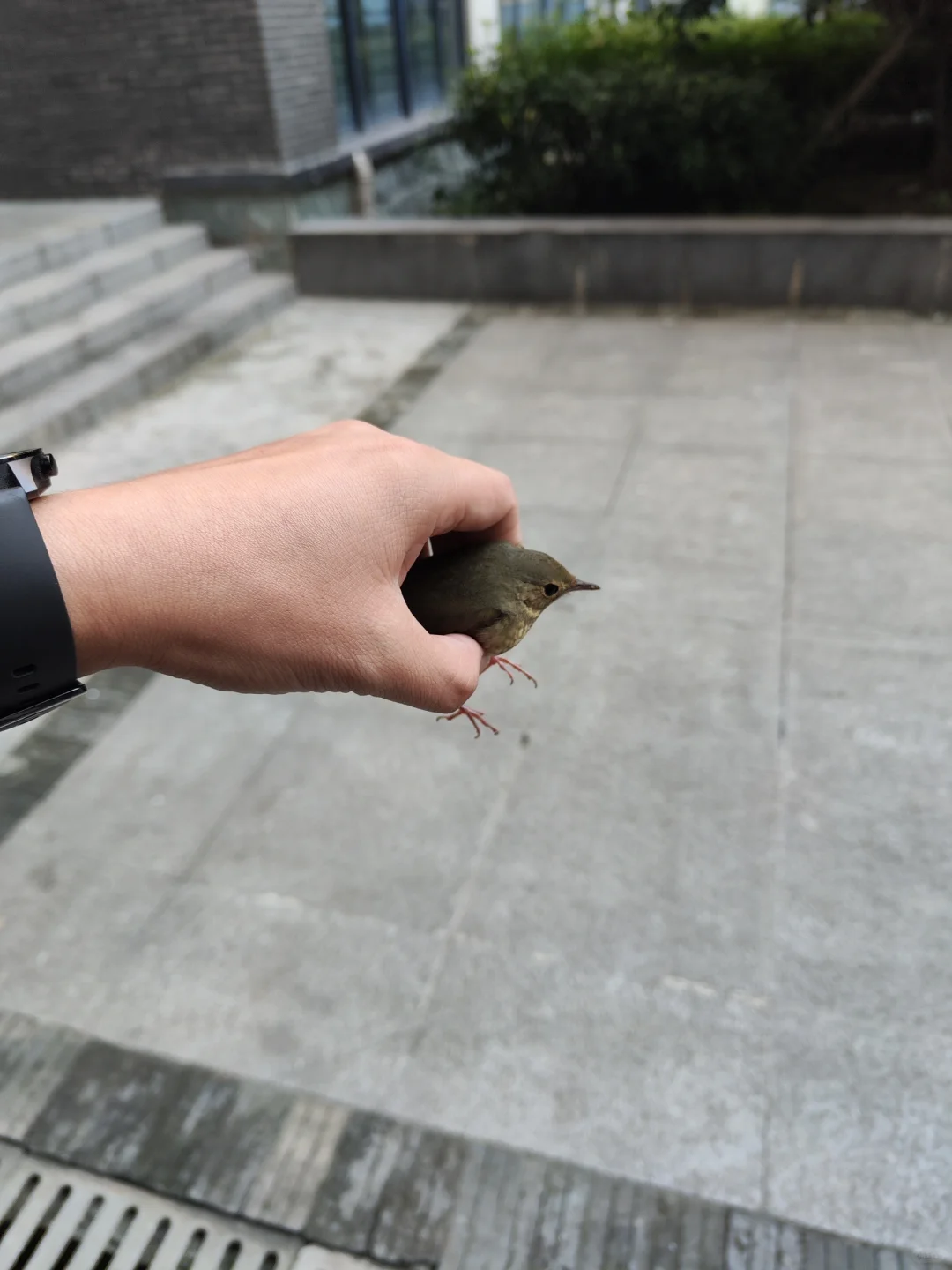 阿雷用了四步，拯救了一只鸟，特别开心🤗