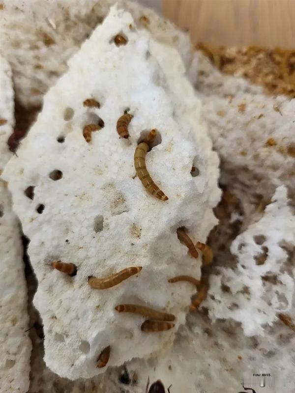 地球上明明有能吃塑料的虫子，为什么人类不用这种更环保的方法处理并普及呢？

其实