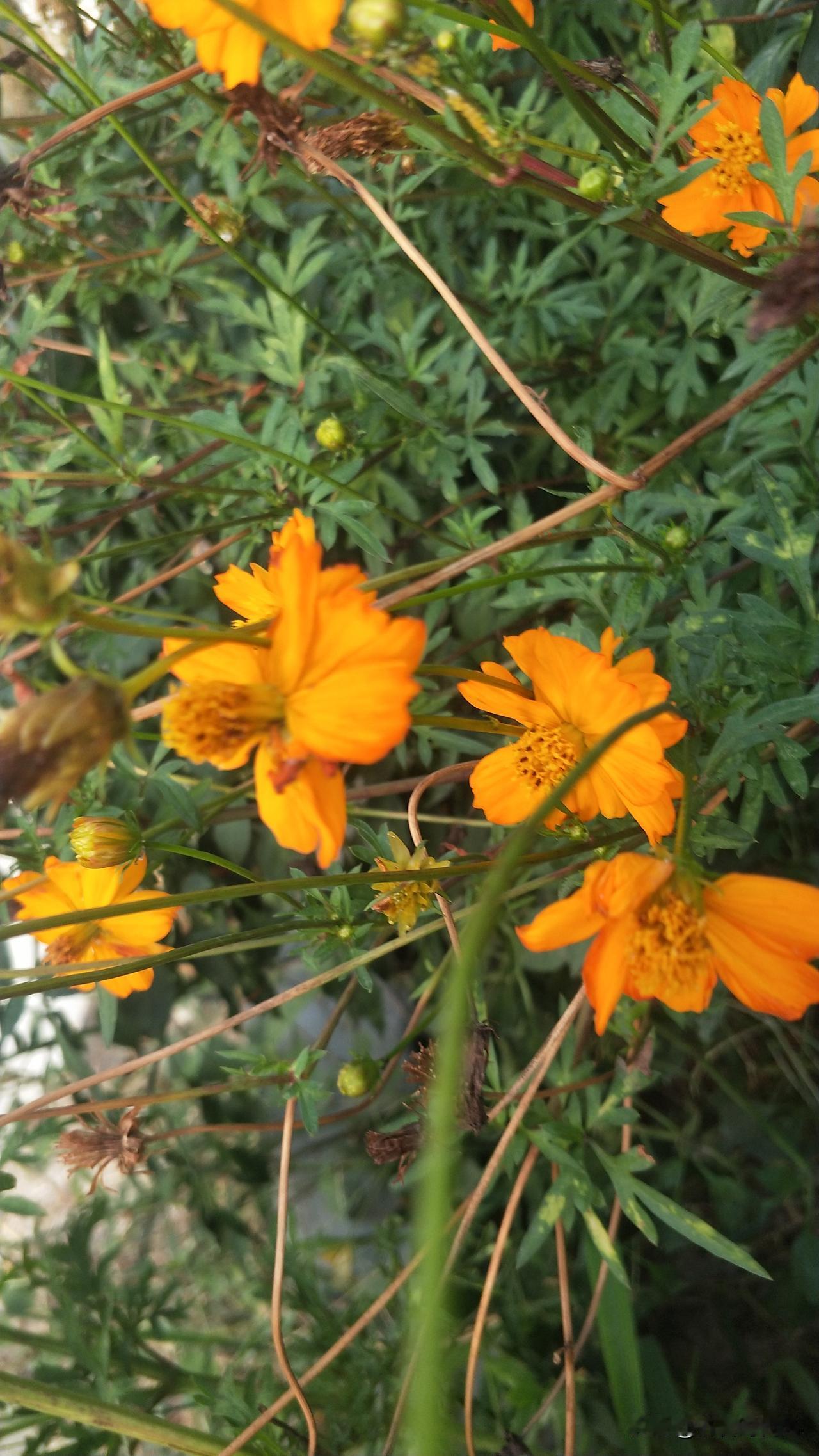 ＃花花草草＃天涯海角＃
 起风了，刮大风了，烂草碎花被抛在空中。他们留下了种子。