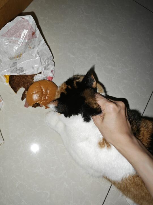 发现的时候，汉堡已经被啃一半了