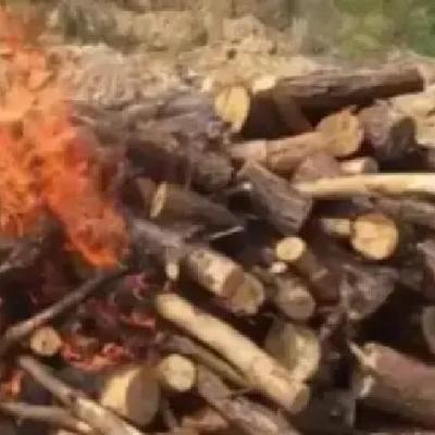 枯死的松树，实际比人还“珍贵”？中国林业局明令规定，禁止将枯死、腐坏的松树，当作