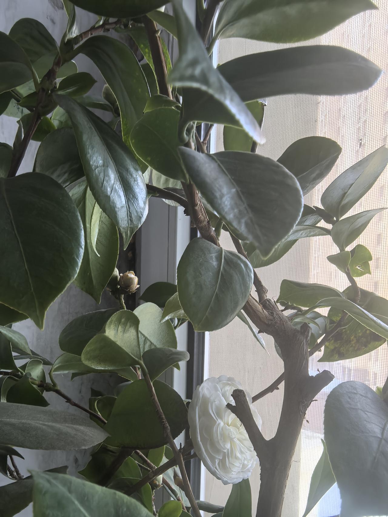 今天是新年的第六个工作日，家里山茶花开了。
昨天感冒了，感觉好了很多。守着医院第