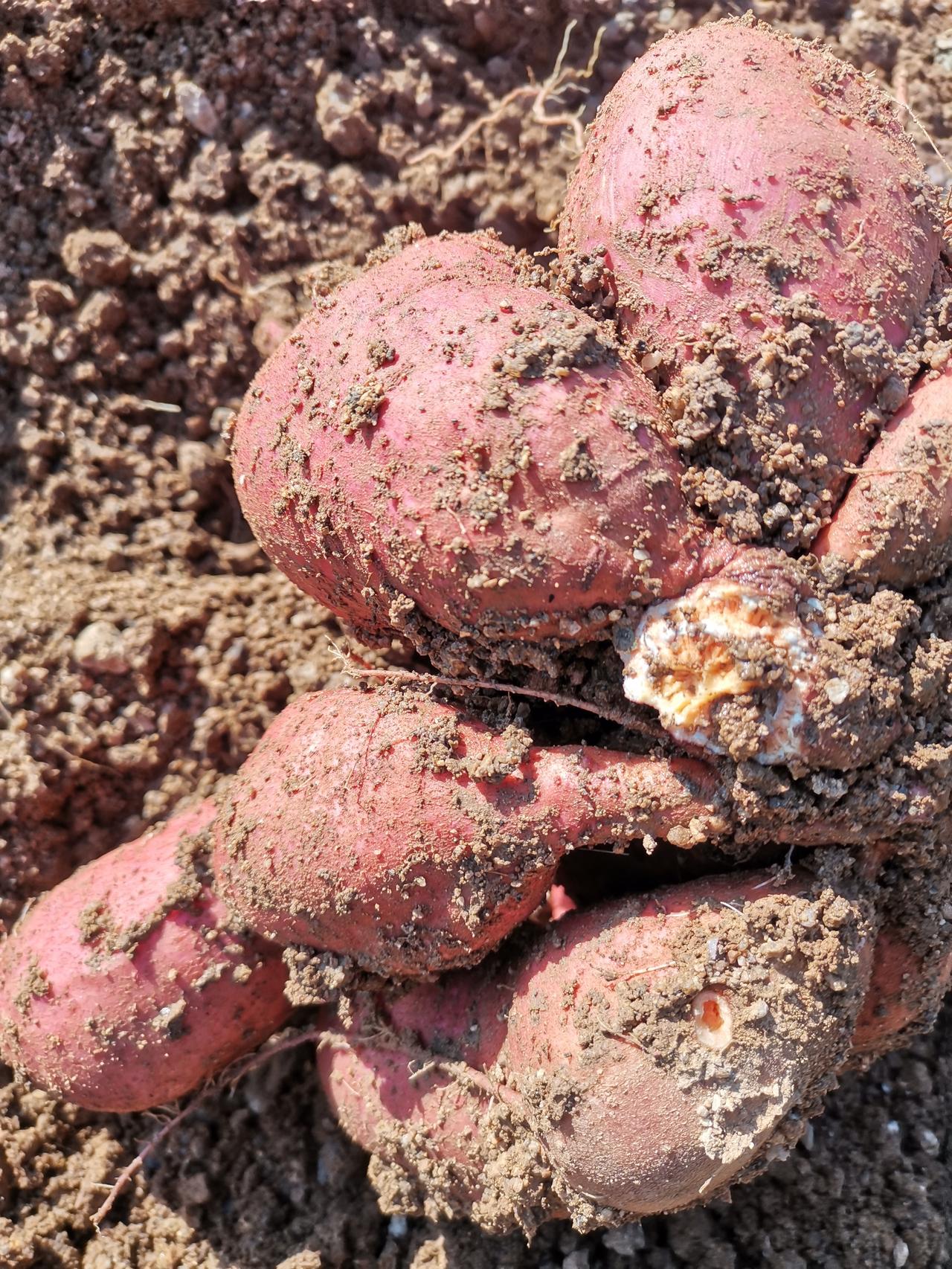 春插一株地瓜秧，秋收一窝大地瓜。