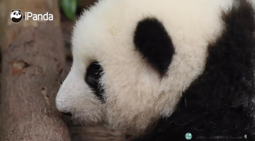这个小花花也太可爱了吧大熊猫和花 