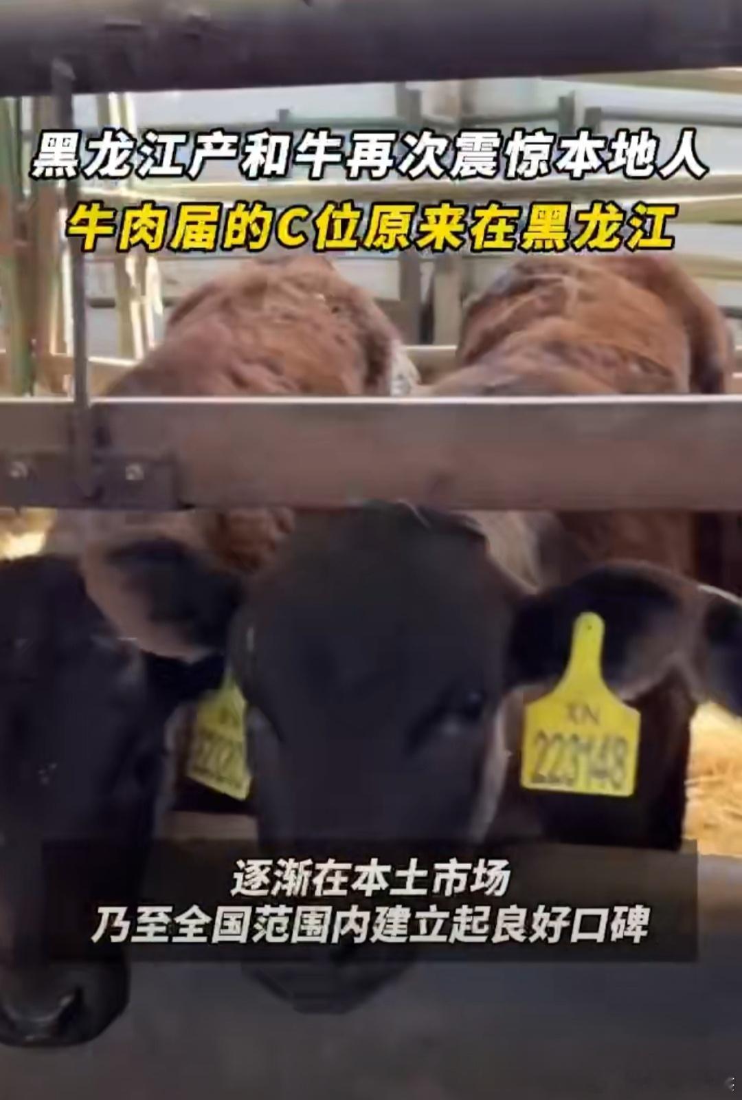 黑龙江产和牛再次震惊本地人 黑龙江产和牛，肉质鲜美，品质卓越，再次震惊本地人。每
