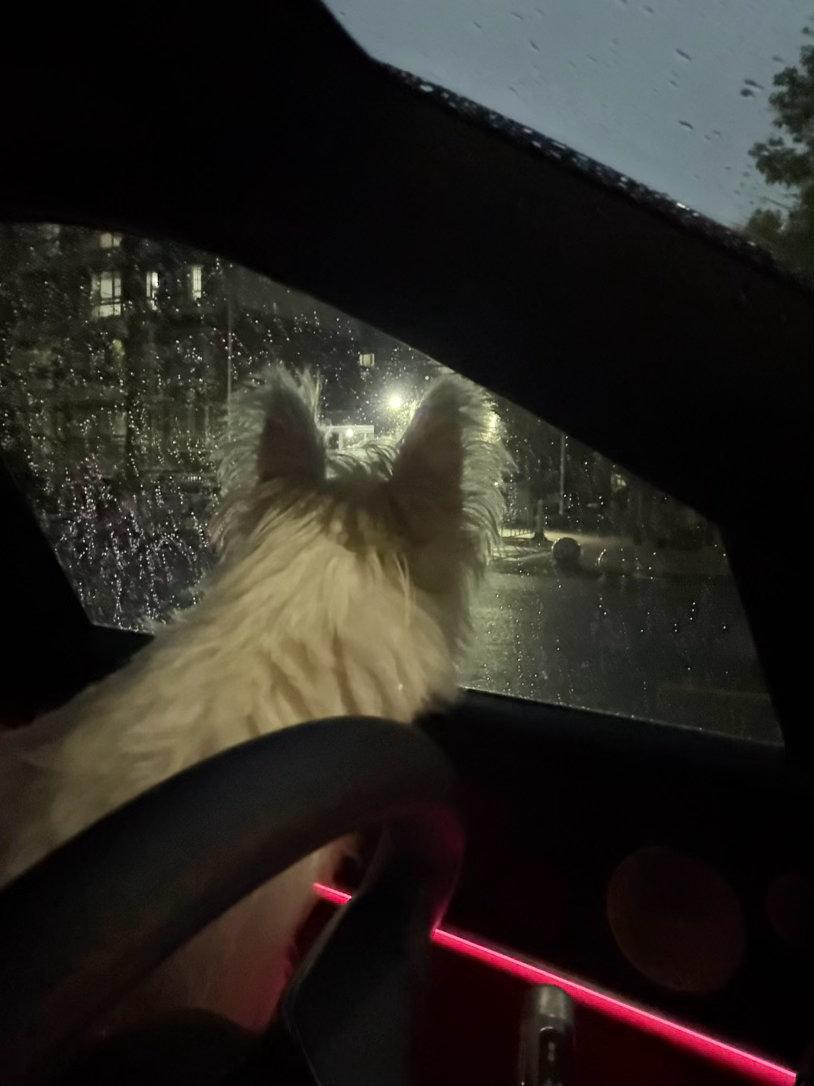 大老远跑来耍但下雨咯小葫芦默默望向窗外像一个忧郁王子[偷笑] ​​​