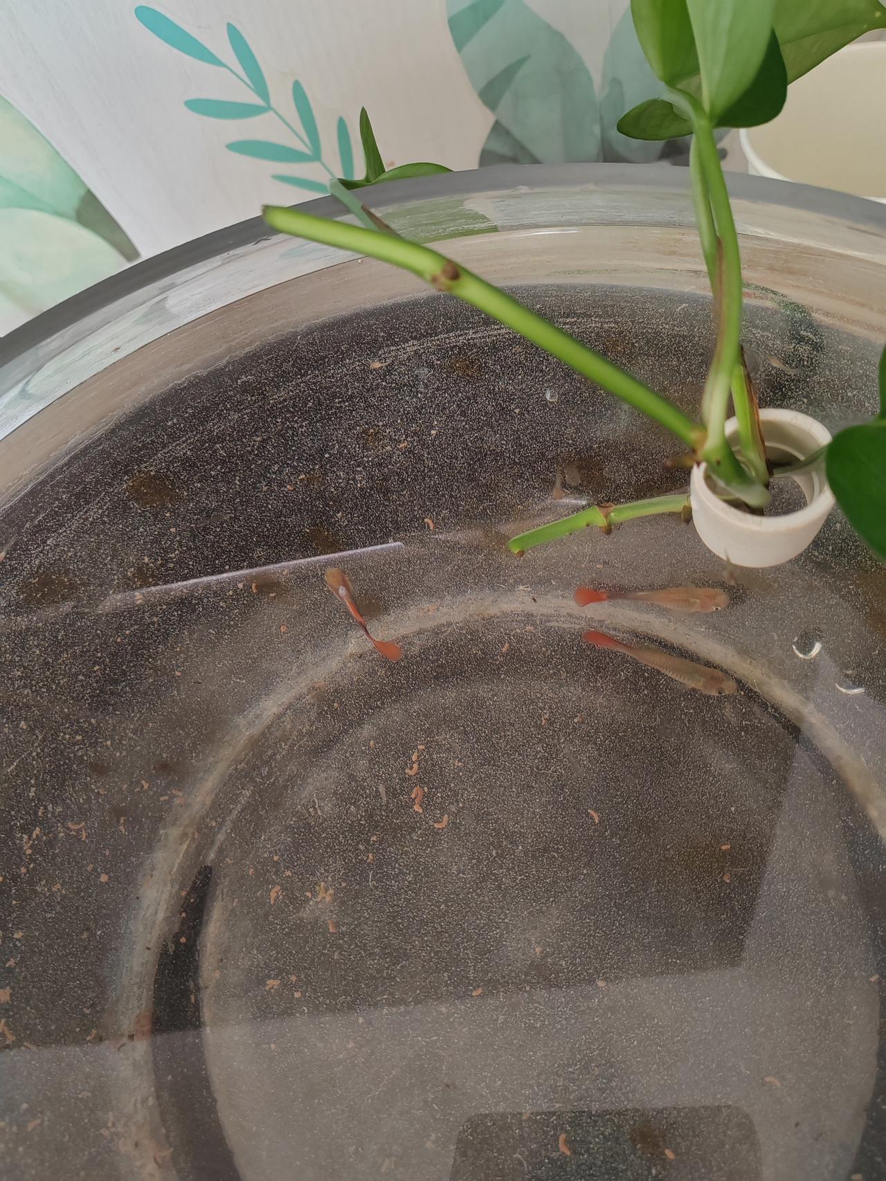 前几天买了三条孔雀鱼，一条公的两条母的，才养两三天，没想到就生小鱼苗了。
 
我