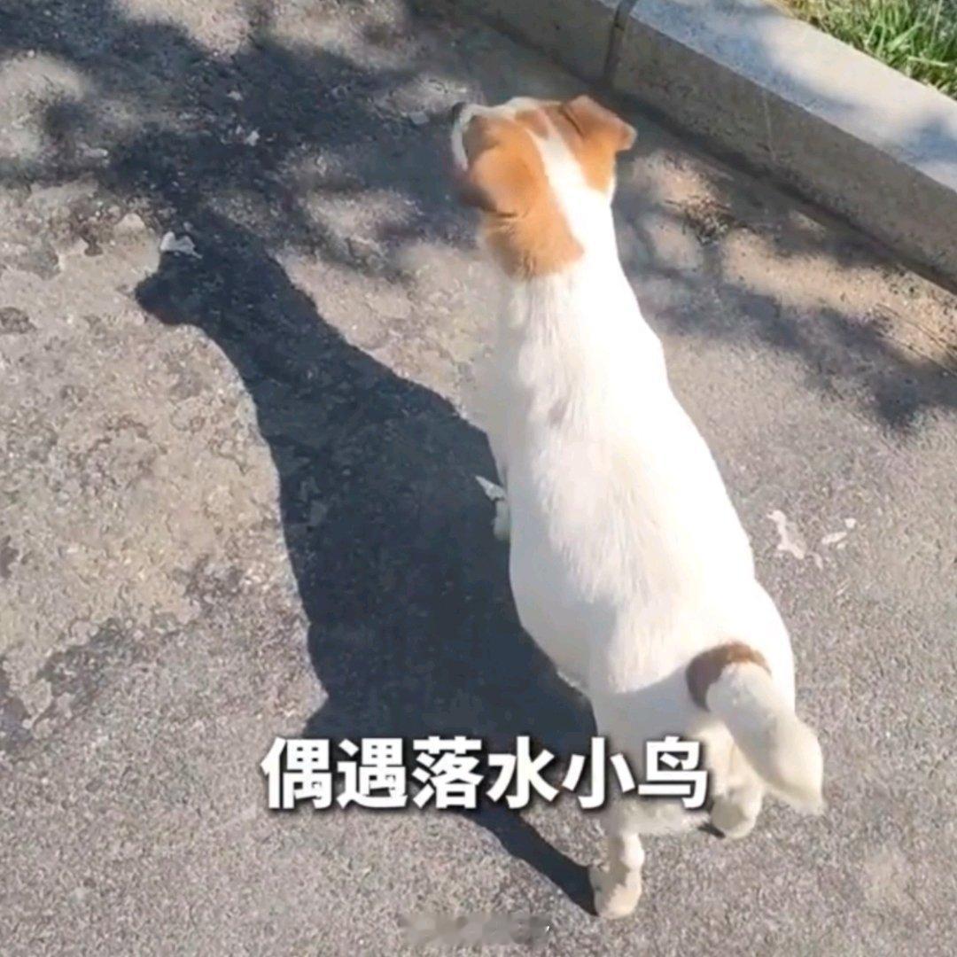 待产狗狗下河救了落水小鸟爱无界 西安·华严寺