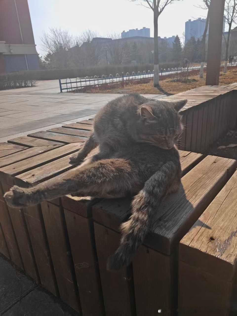 49576【丑猫】你也在为我啄米吧人 