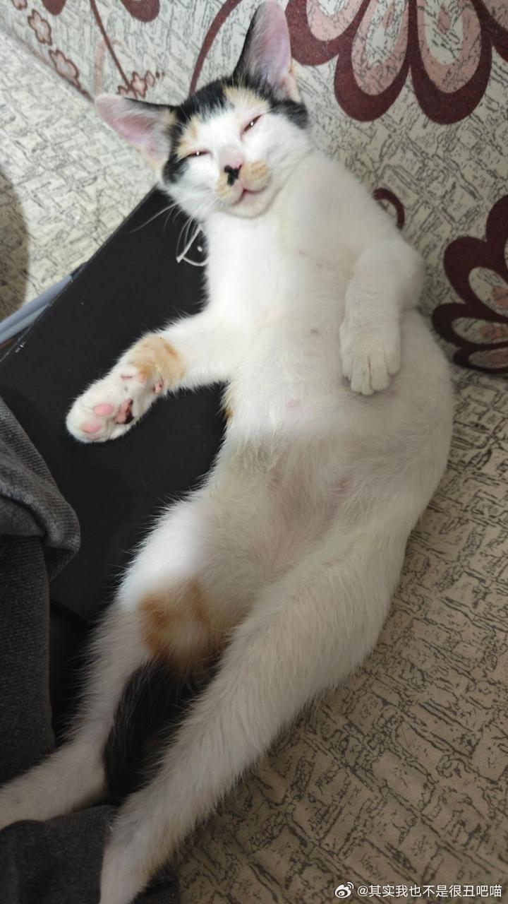 49888【丑猫】小橘是这个世界上最丑最笨最胆小最丑最呆最傻最不可爱倒数第一聪明