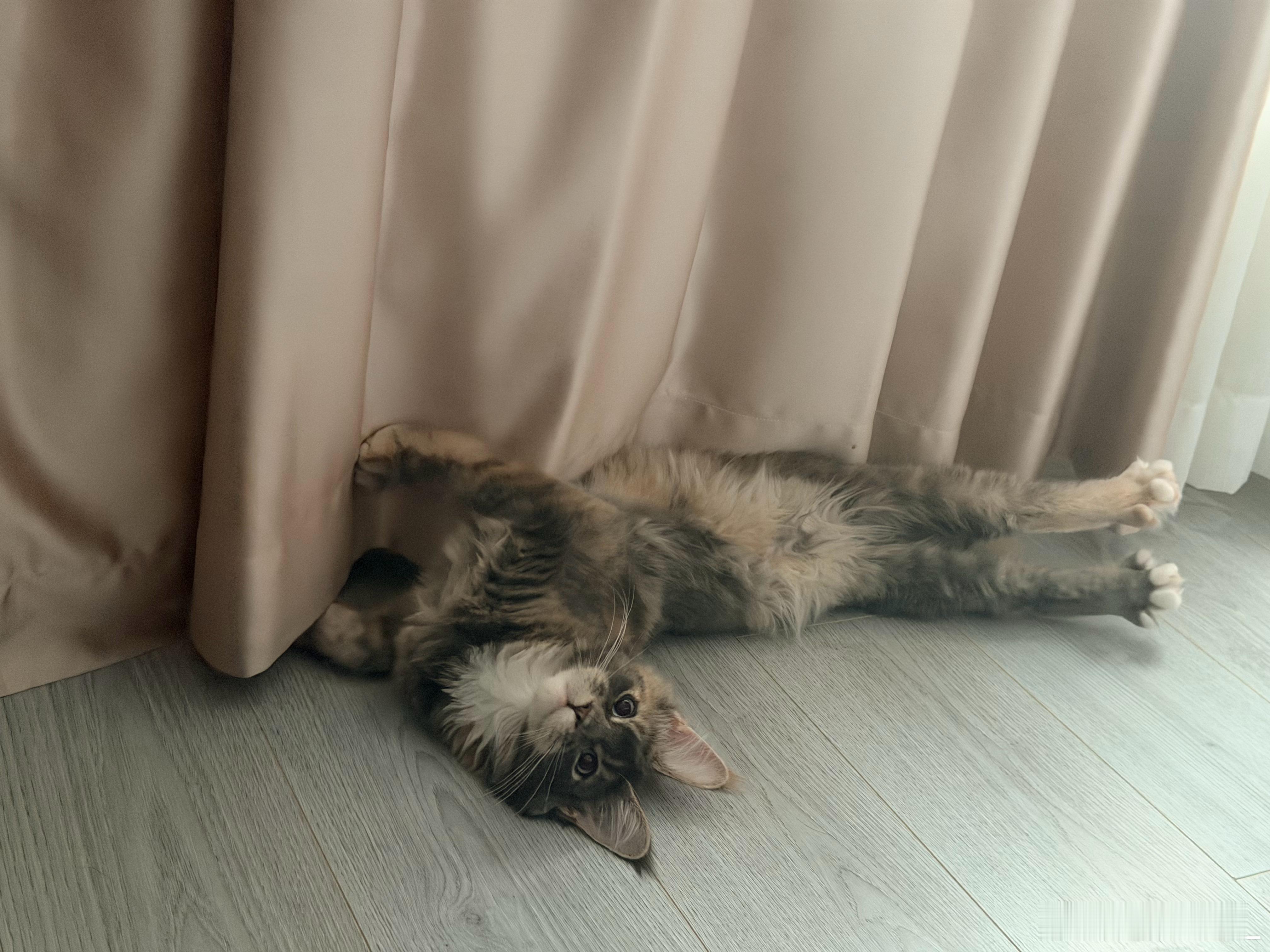 mia的plog时刻 早呀叔叔姨姨们~咪和汪今天起得很早吵死了！！！ 上海