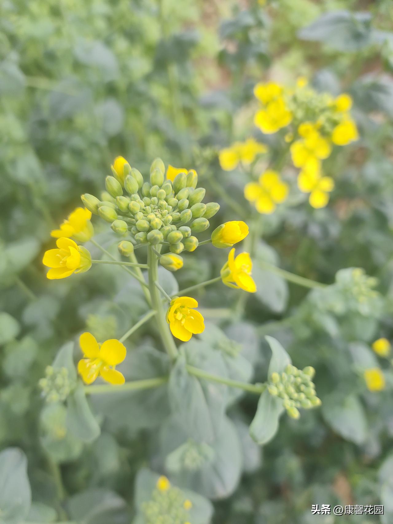春天里的小黄花，藏着最踏实的烟火气
 
这几天出门，总能撞见一丛丛明晃晃的小黄花