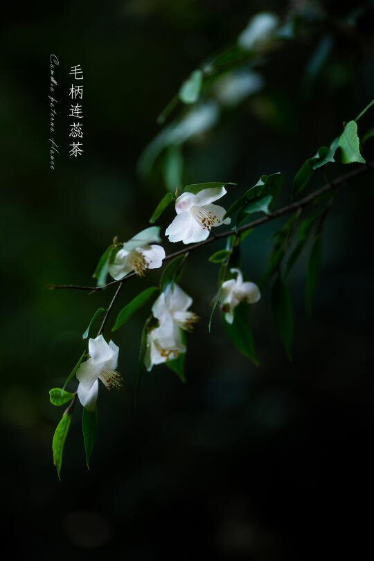 毛柄连蕊茶|Camellia fraterna Hance