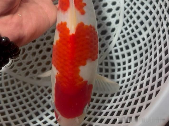 临沂男子一月未喂鱼，锦鲤瘦成骨架：所有偏爱都经不起不负责任
 
山东临沂一幕让人