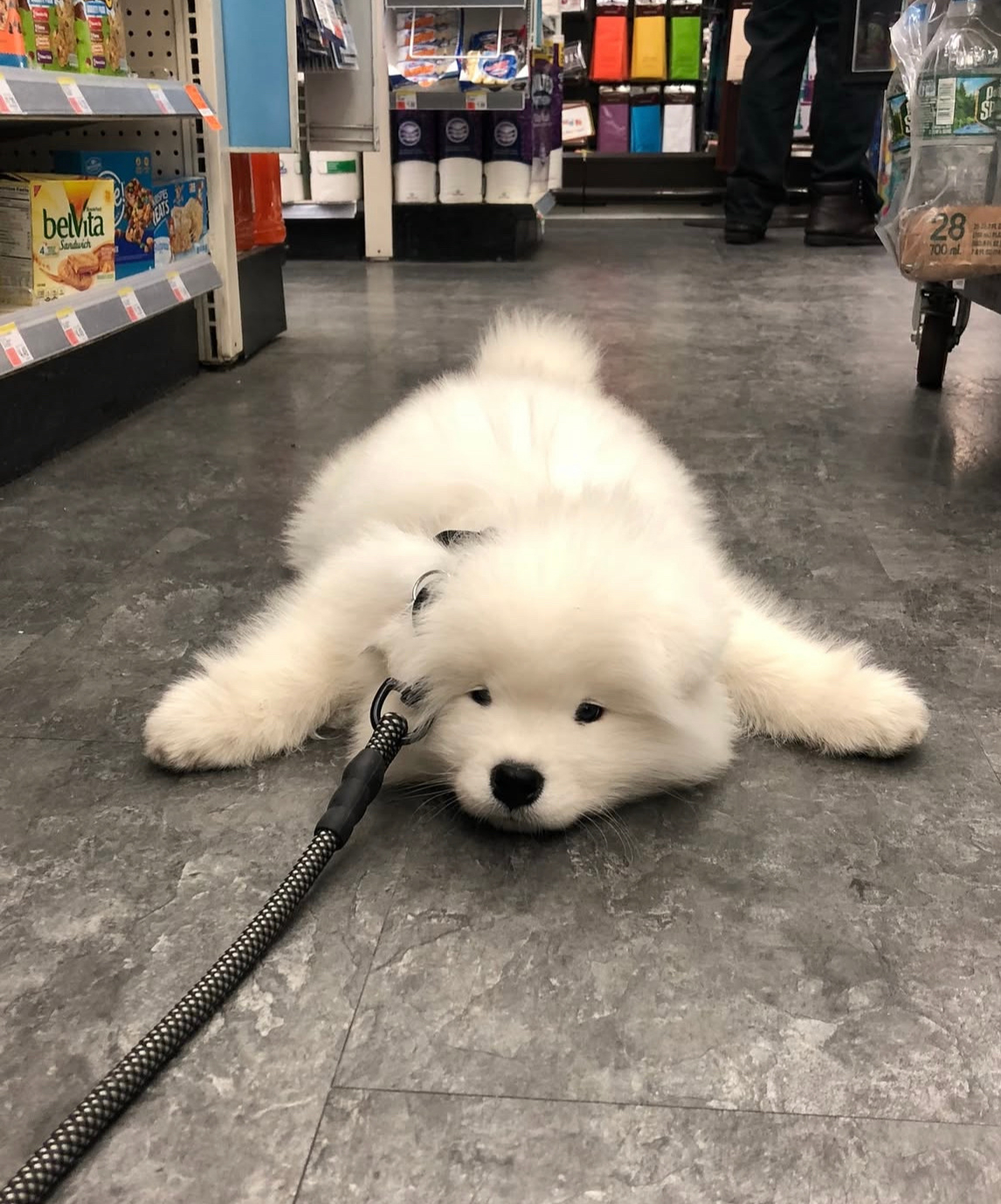 我不走我不走！我就要那个新玩具！我就要！就要！ ​​​