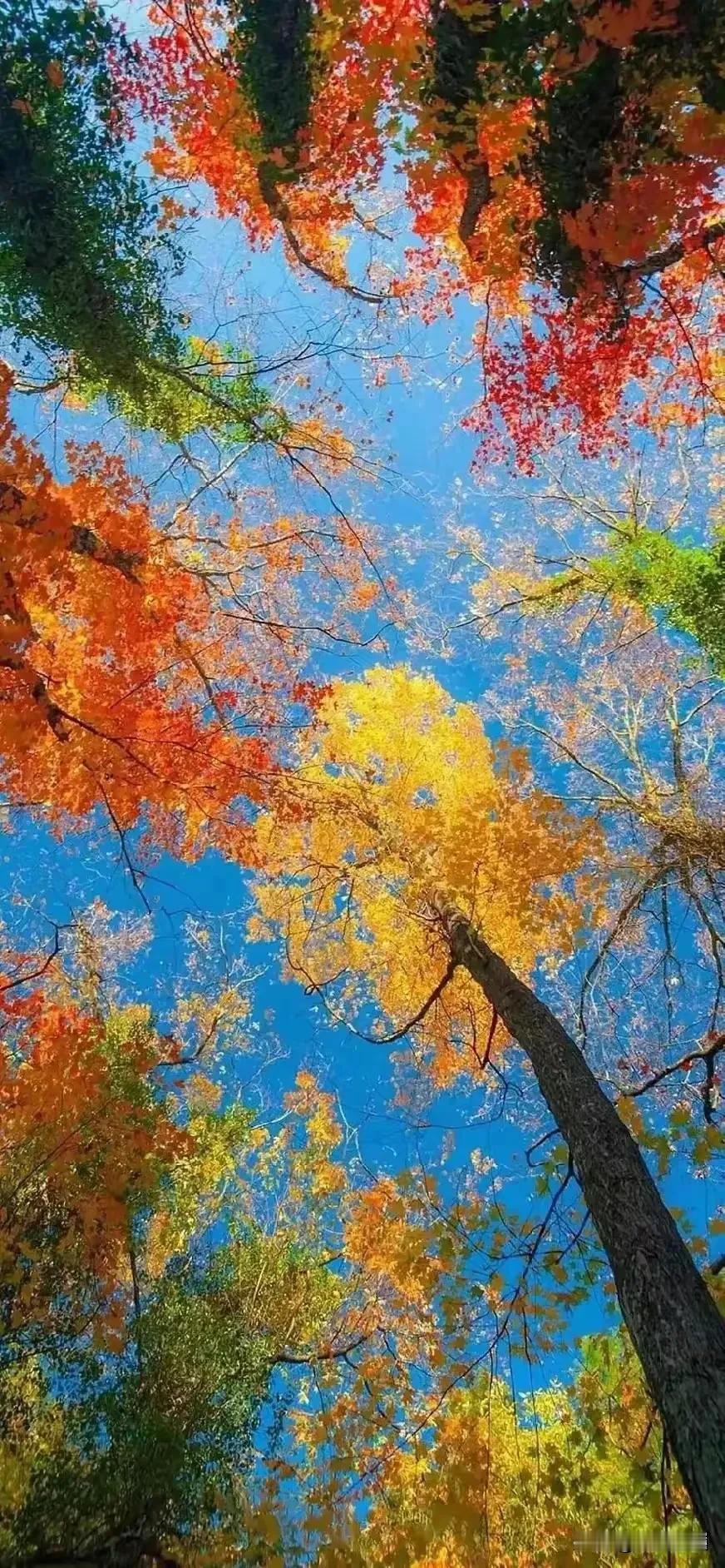 千山红叶燃诗意，求下联 
万岭黄花展画屏。