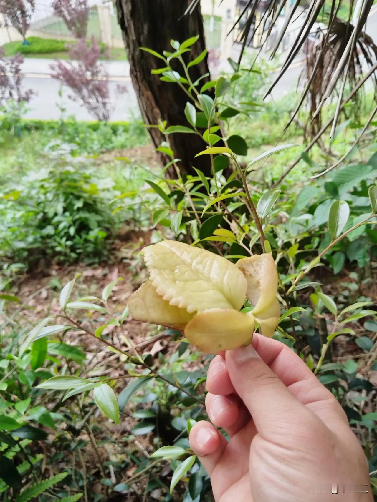 我敢保证，能认识这种水果的人已经40岁以上了，30岁以下的人根本不认识此物是什么