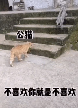 母猫：说了多少次了都说不喜欢你了还跟在后面你脸皮真的厚想揍你了！
#猫咪有多记仇