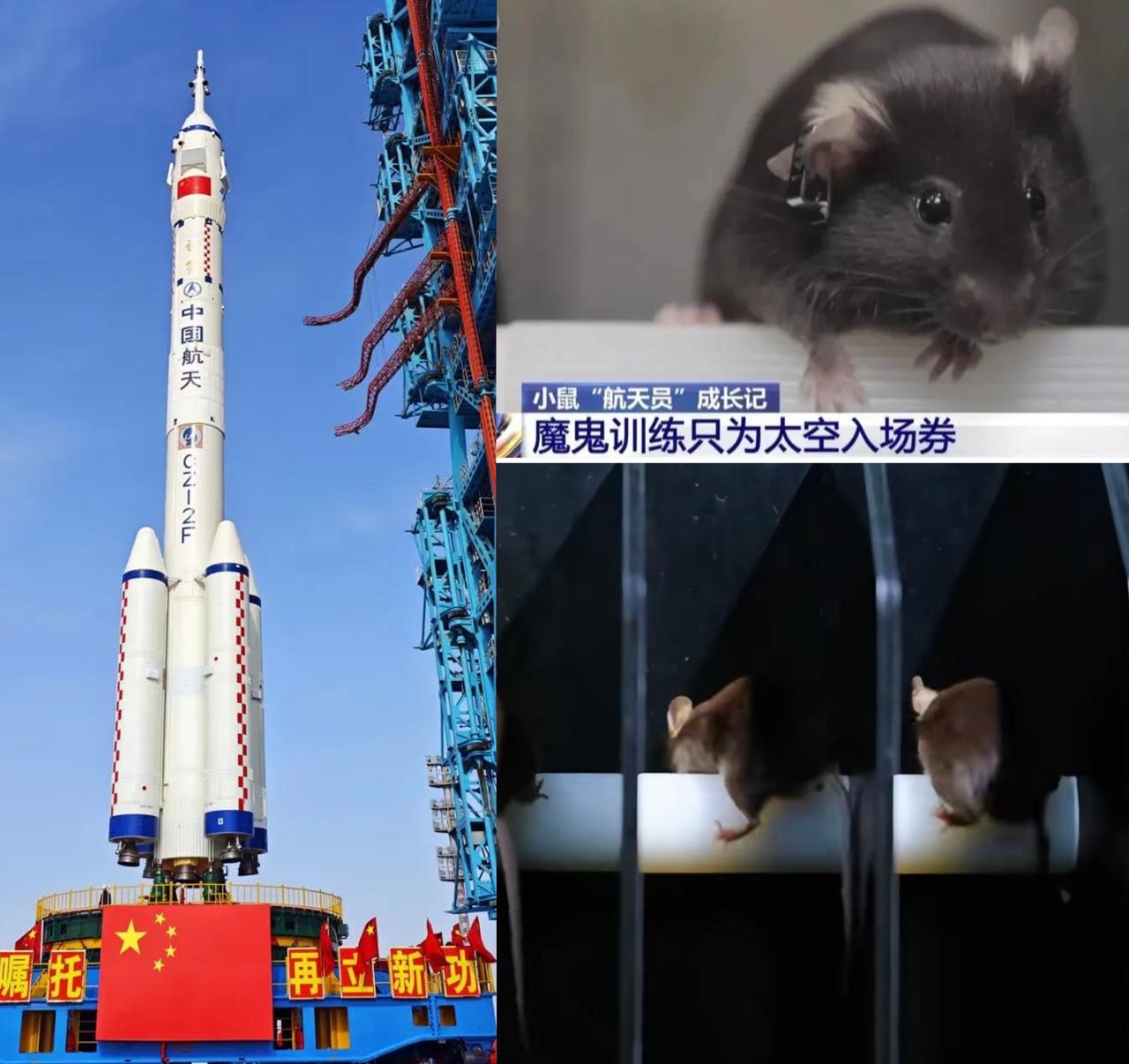 这下出名了，
不仅中国，全世界都盯着这四位“特殊航天员”——四只闯过层层关卡的航