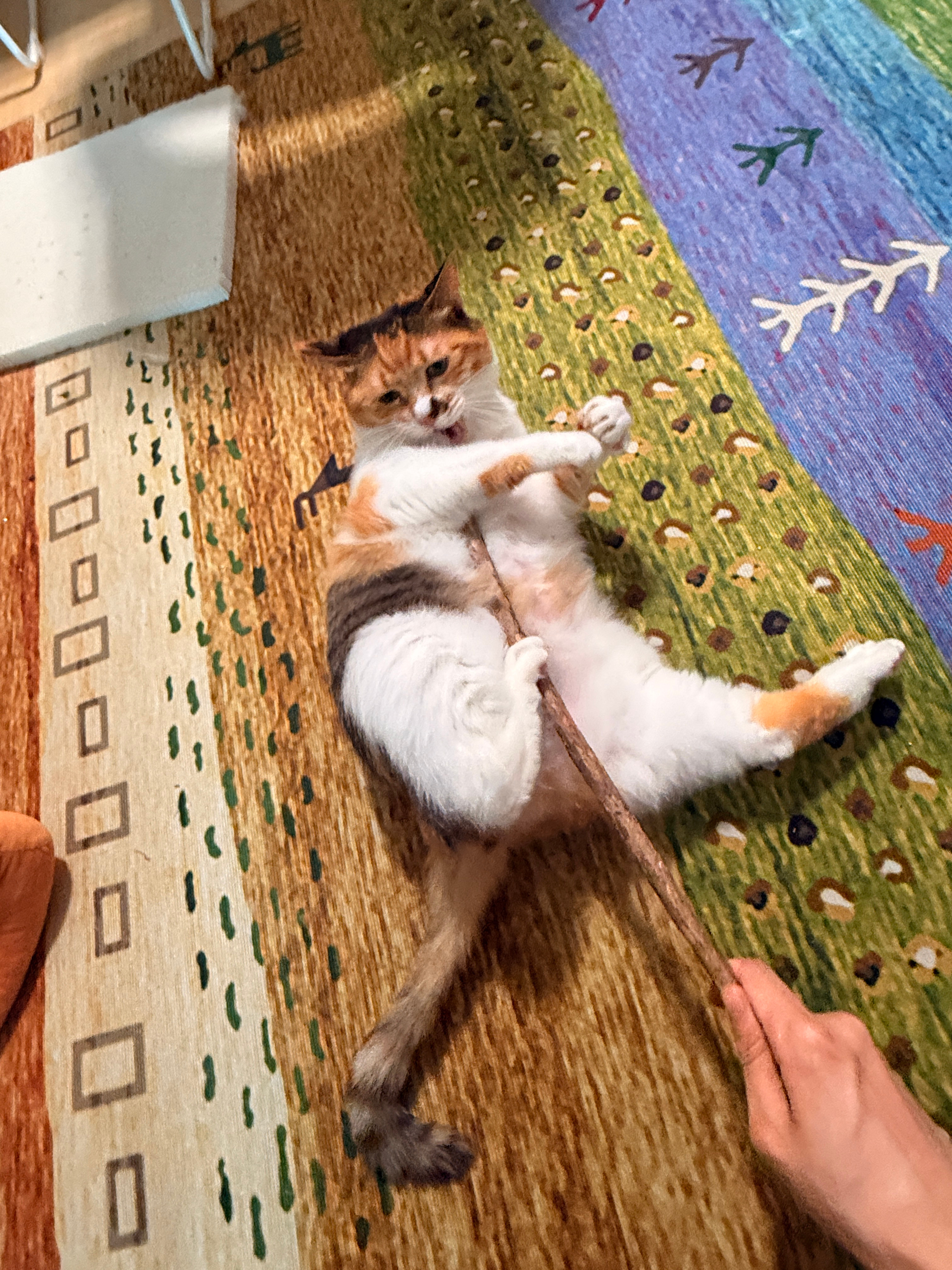 胖成猪了 