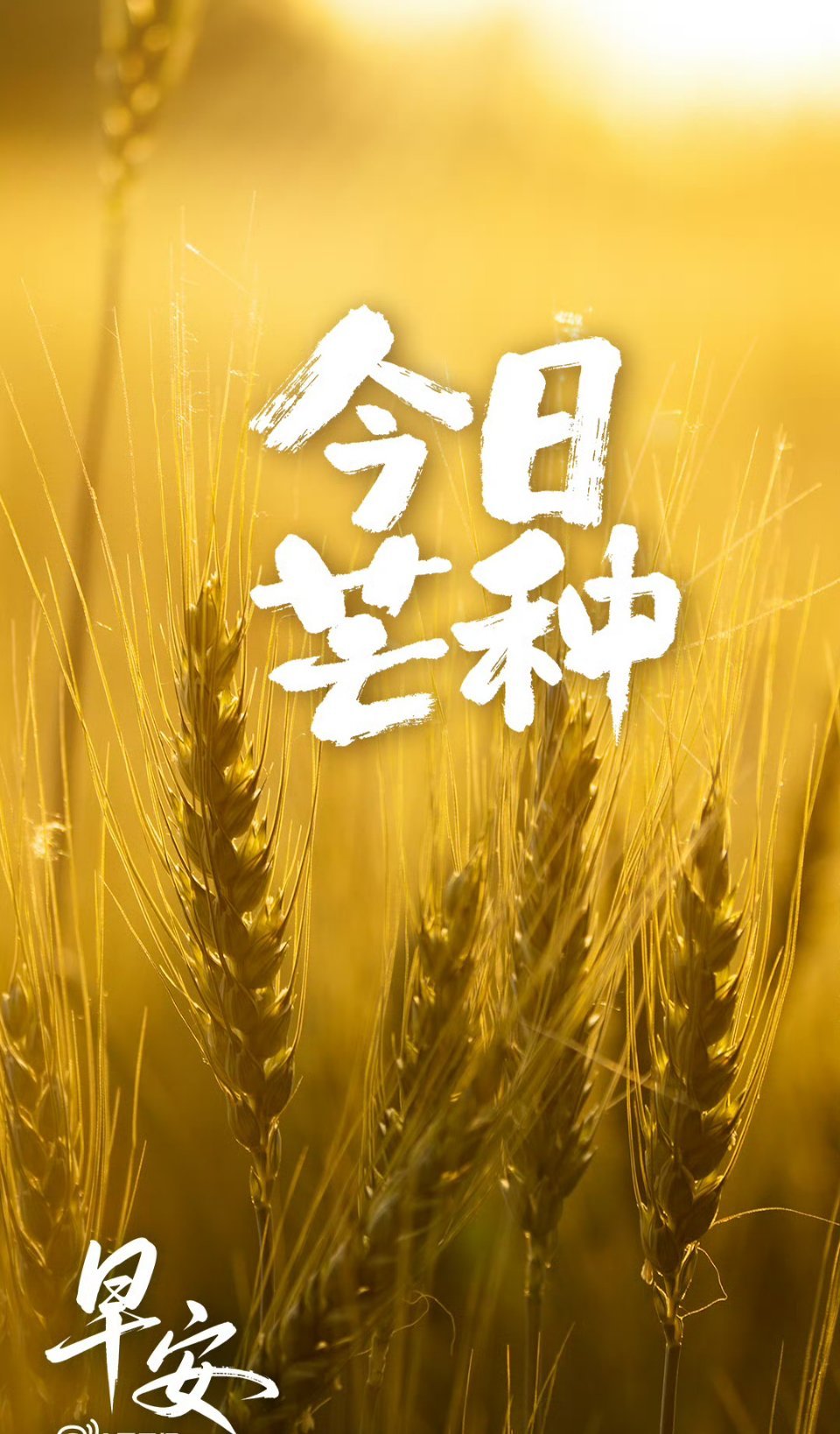 梅雨潇潇落阡陌，薰风袅袅入田畴。芒种时节，北国收麦，江南插秧，阡陌纵横，烟火融融