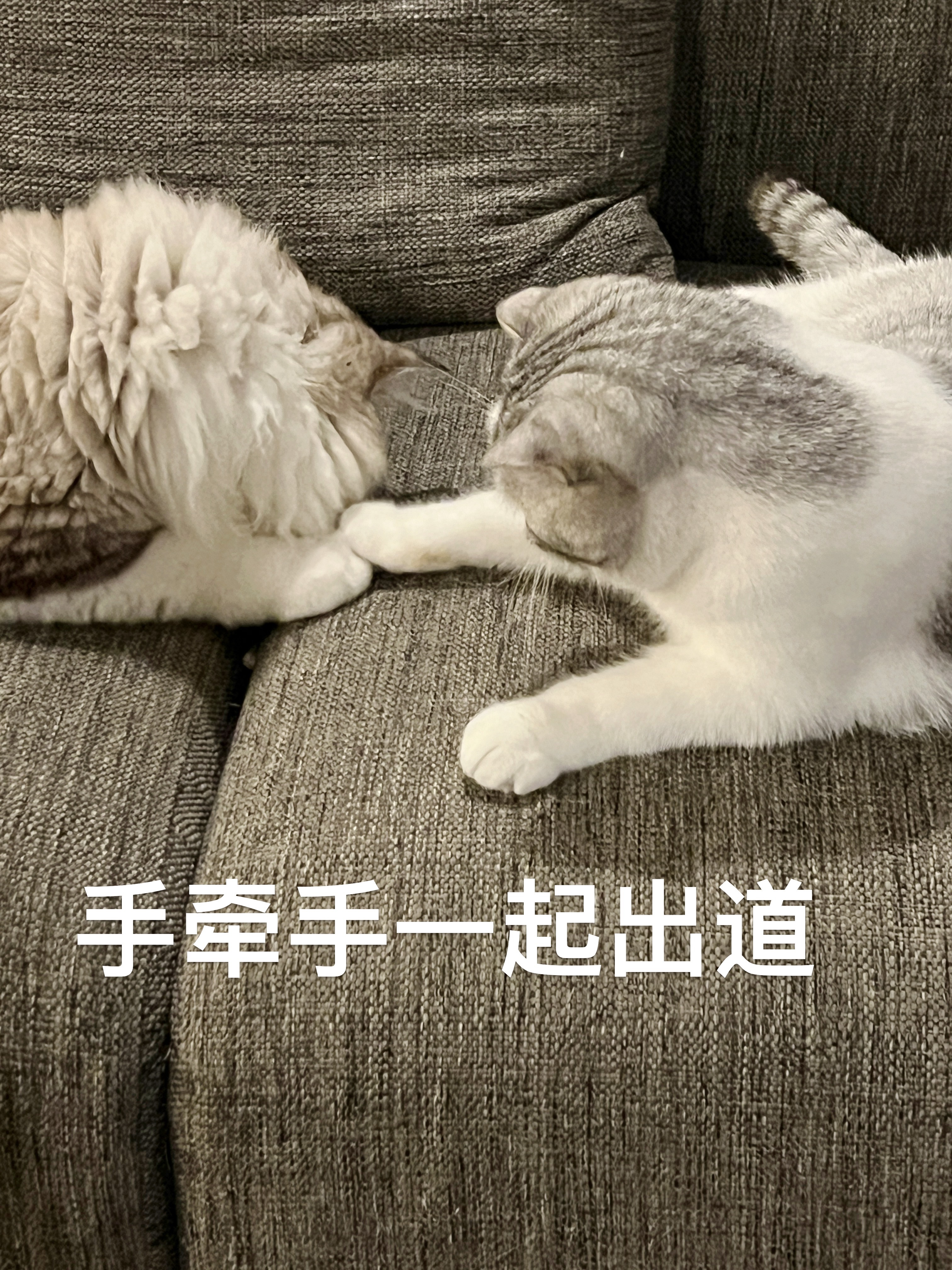你们收到淘宝发来的“给自家猫咪报价”的短信了吗？“亲爱的喵喵教信徒，淘宝鉴定你家