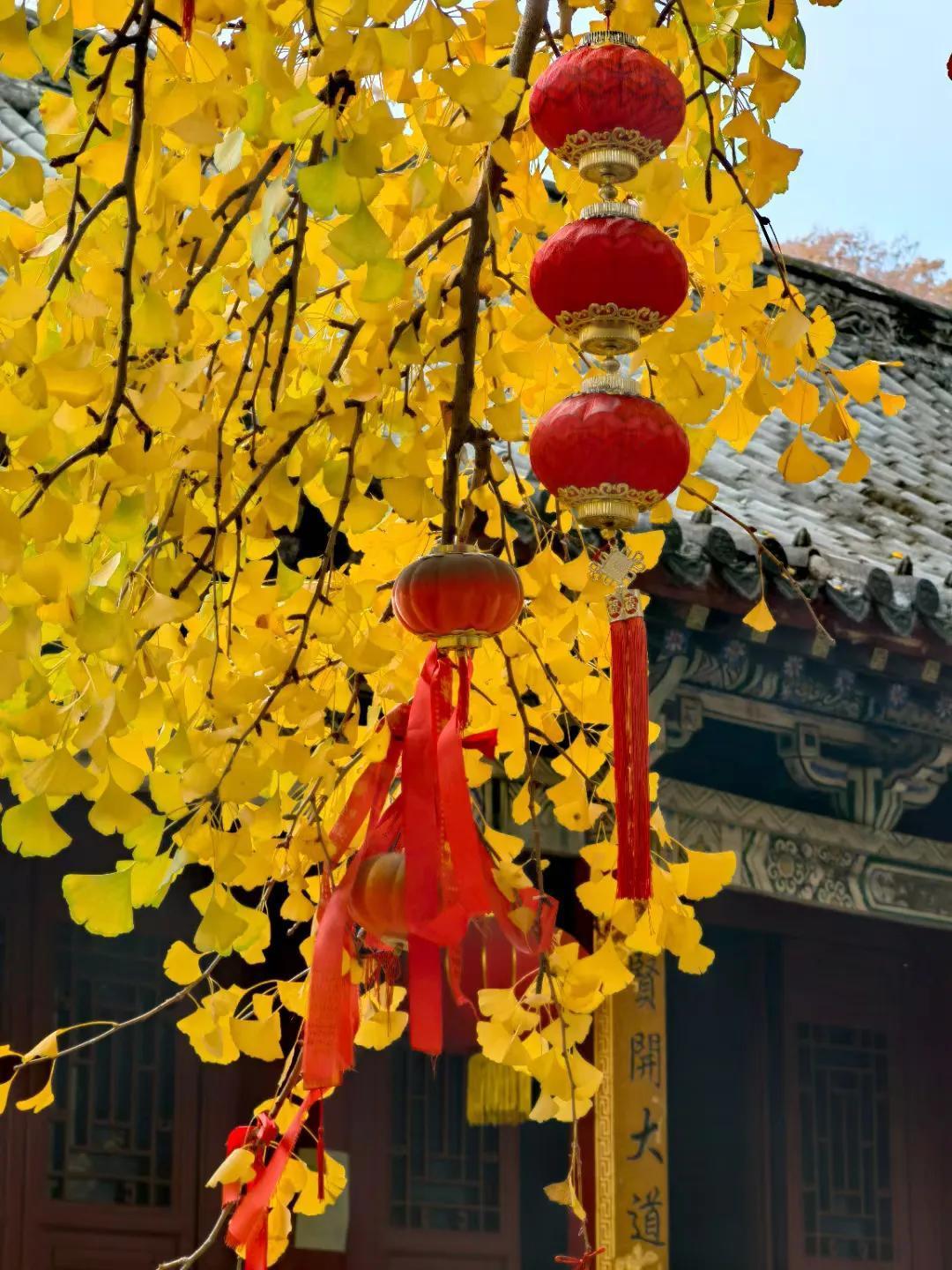 初冬法王寺，美轮美奂。千年银杏，美出了意境。僧人、宝塔、石碑、庙宇，在金色银杏映