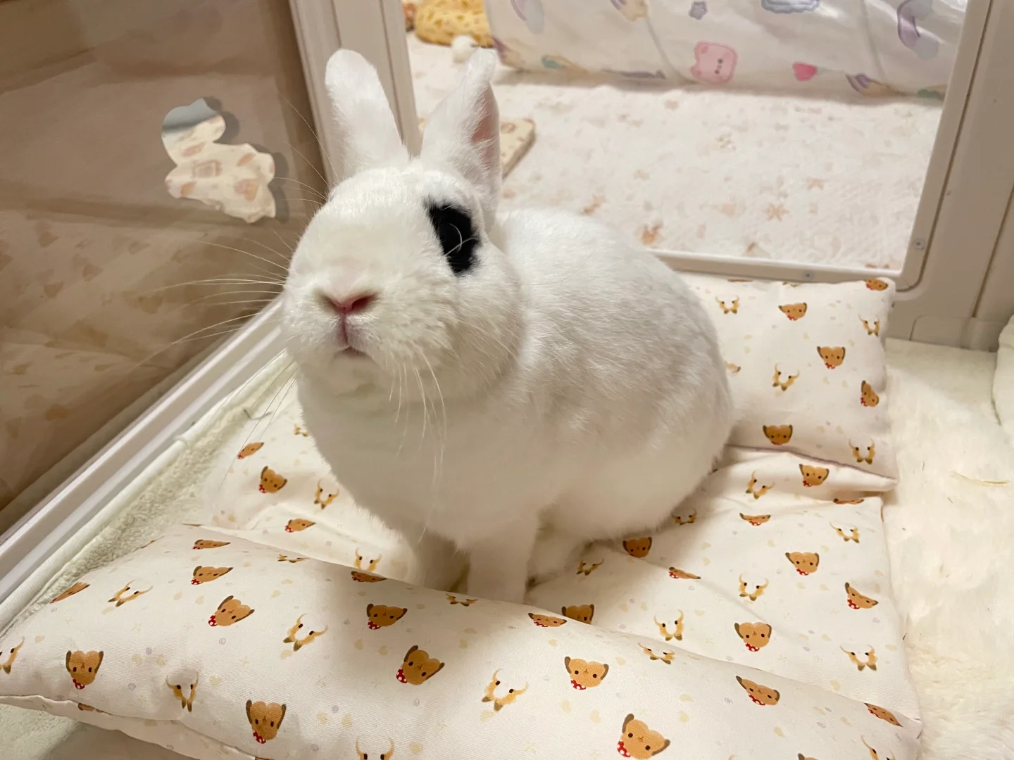 蜜蜂狗兔子化🐝