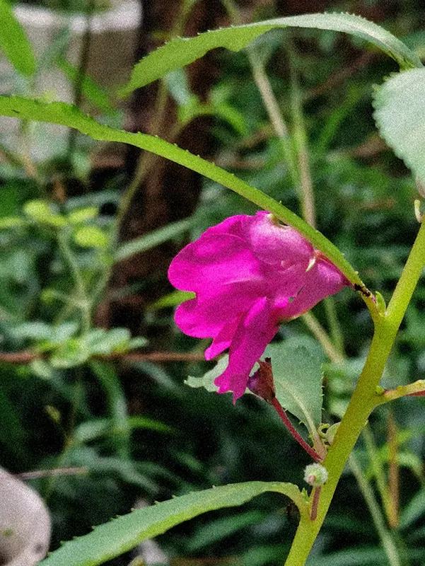 这首《七绝•花影扶疏》美到令人心醉。“花开渡口暗香收”，渡口繁花绽放，那丝丝缕缕