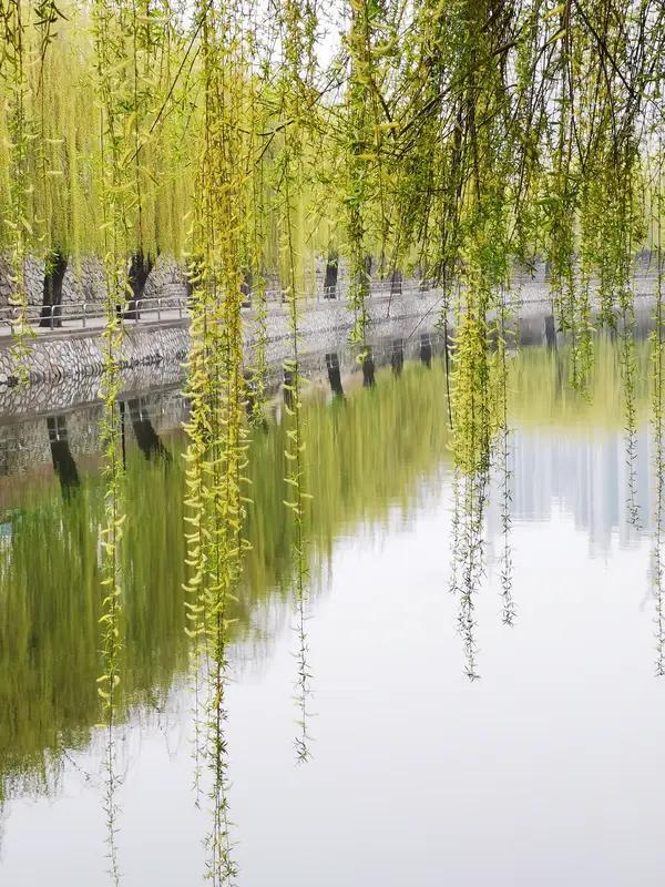 谈及描绘春天的著名诗作，那真是不胜枚举。比如贺知章的《咏柳》，“碧玉妆成一树高，