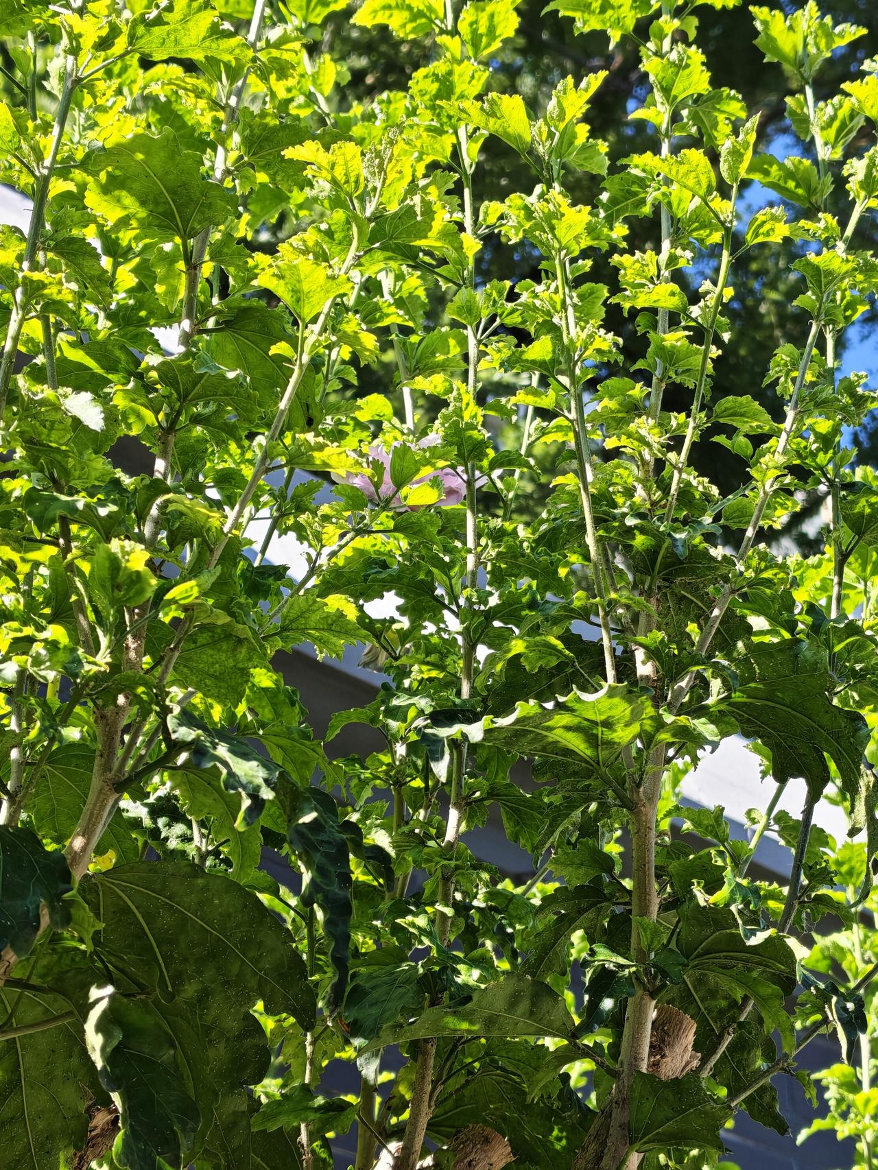 分享一朵你拍的花，什么花都可以木槿花