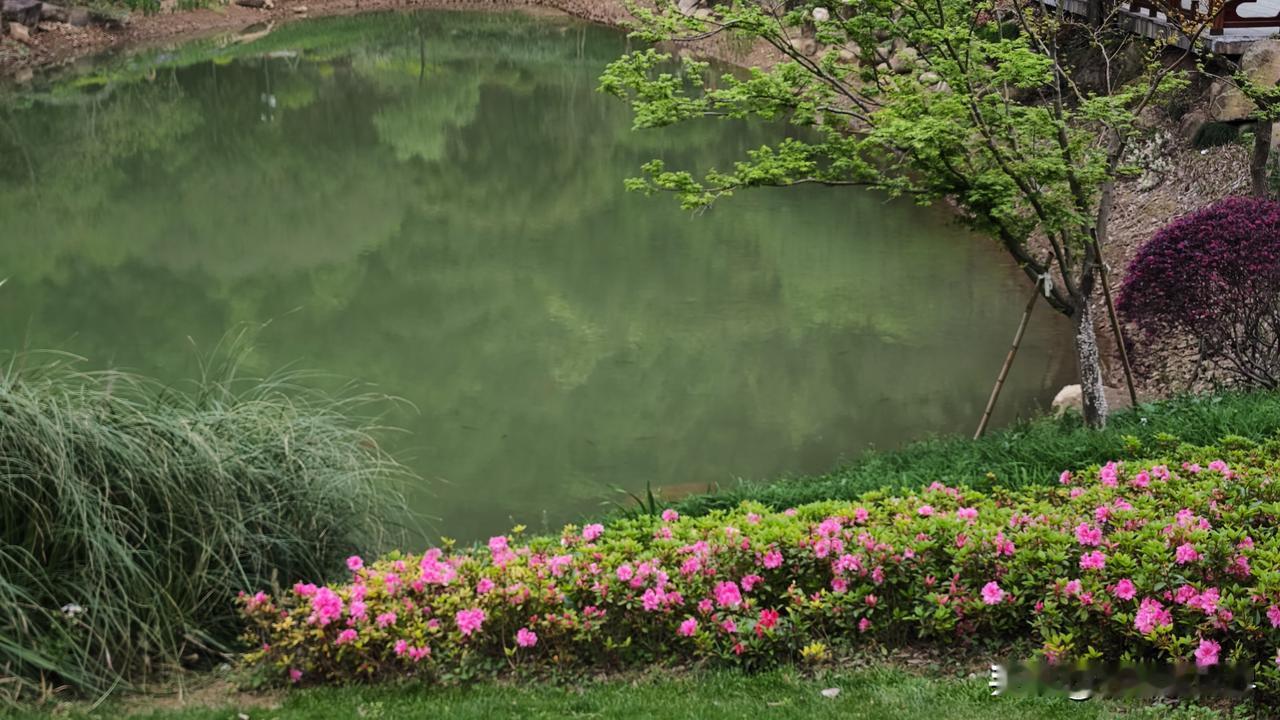 今年春天最想实现的心愿 今年春天，我最想实现的心愿是去一趟江南古镇。想象着漫步在