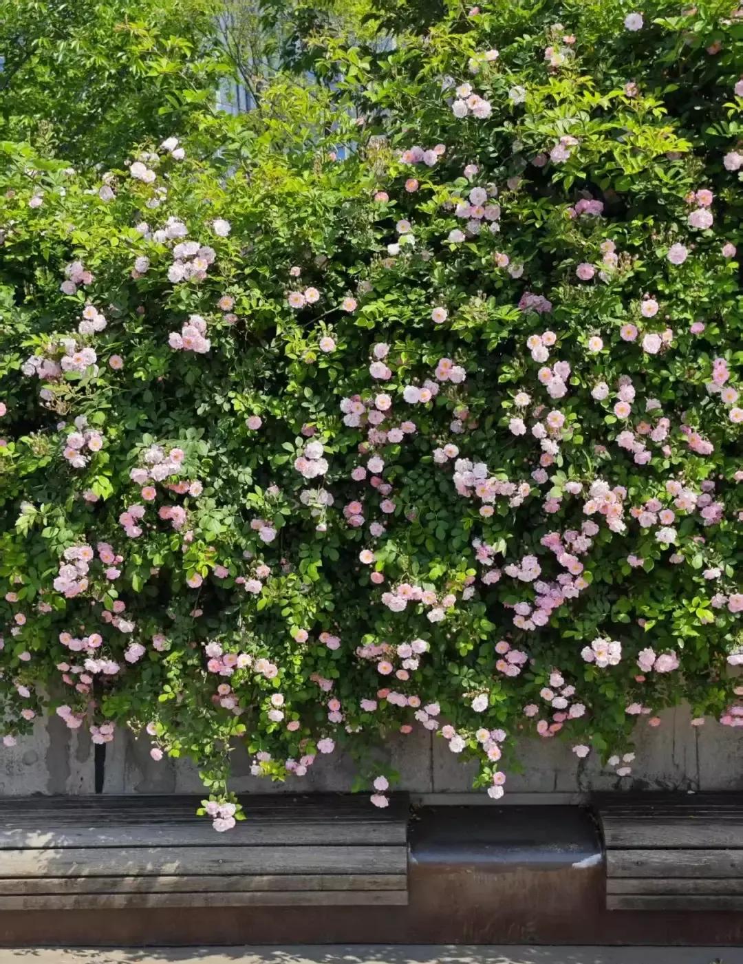 世人总爱将暮春与伤感绑定，“无可奈何花落去”的喟叹，像一层薄纱，笼在这个季节的眉