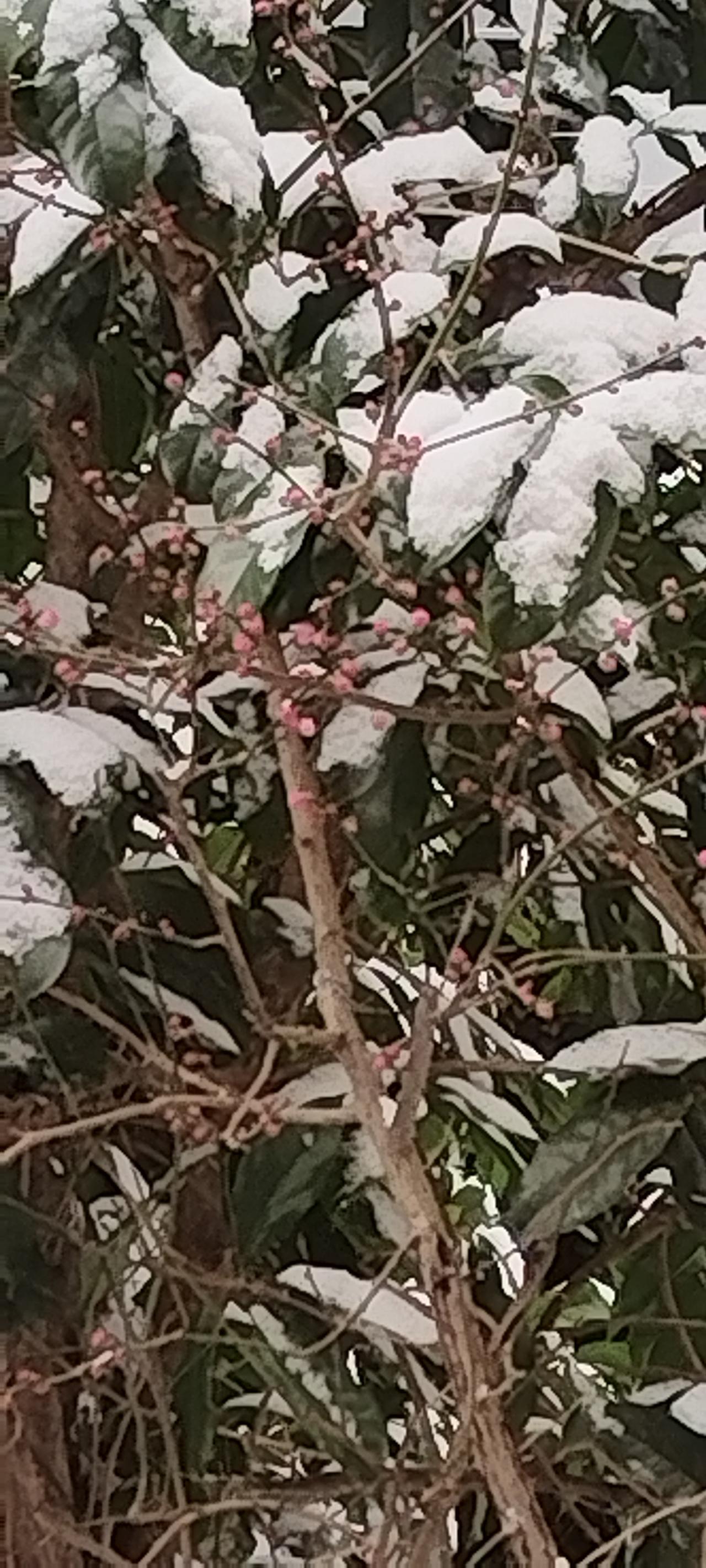 我栽的红梅快开了！