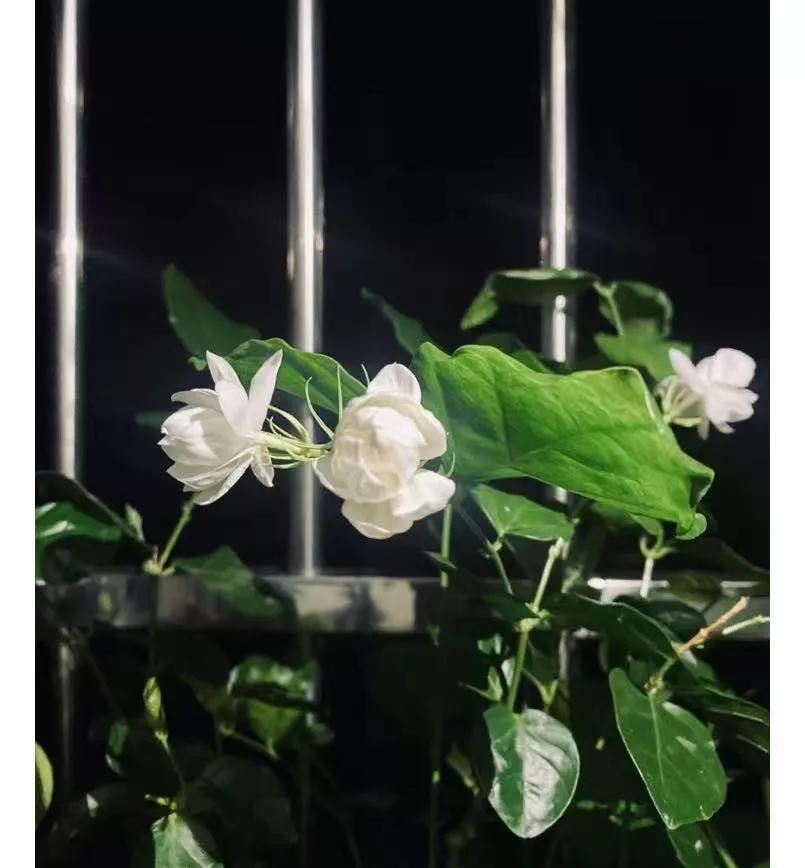 半夜睡不着
我发现了，就算睡觉放下手机，我的脑子里也会在想七想八，然后严重失眠。