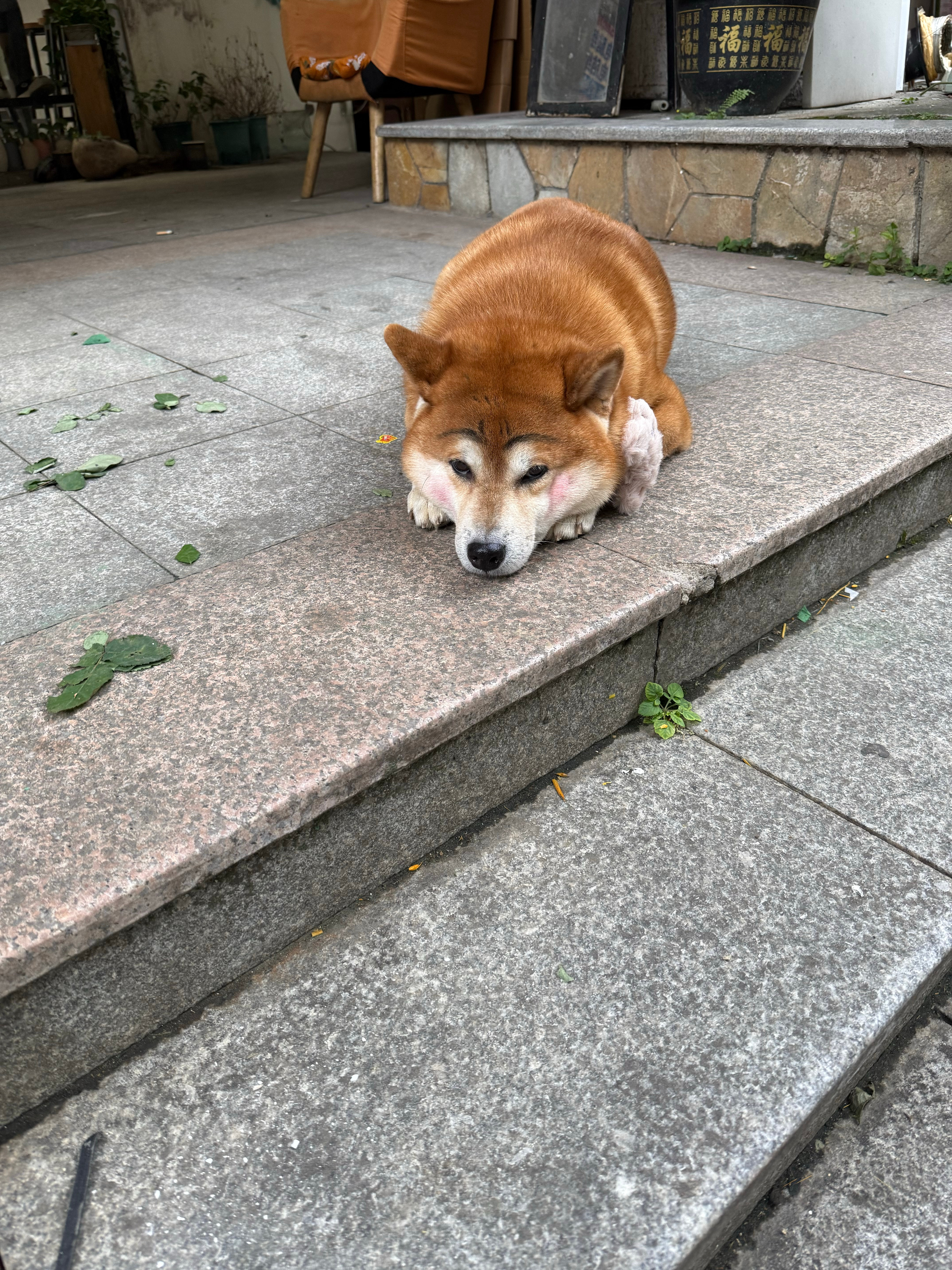 小狗狗[點贊] ​​​